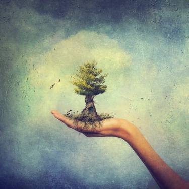 Original Fine Art Tree Photography by Kasia Derwinska