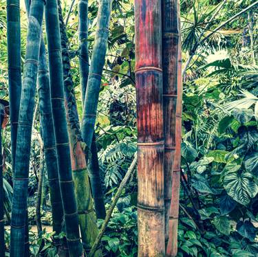 Original Conceptual Botanic Photography by Tom Berner