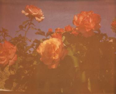 Original Fine Art Garden Photography by Stefanie Schneider