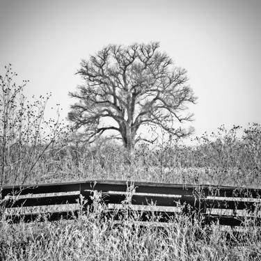 Print of Fine Art Tree Photography by Murray Bolesta