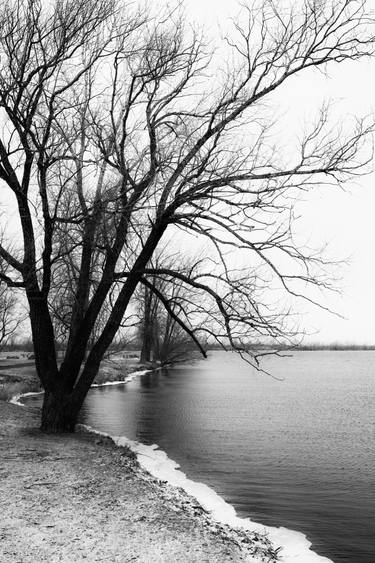 Original Expressionism Tree Photography by Cristina Stefan