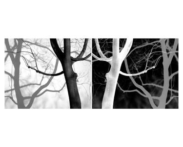 Original Documentary Tree Photography by Clive Frost
