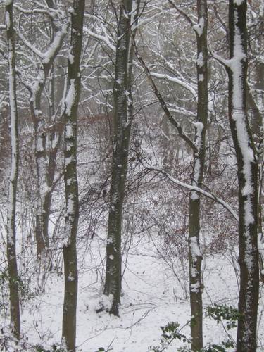 Original Documentary Tree Photography by Clive Frost