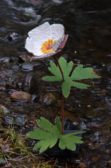 Original Fine Art Botanic Photography by Birgitta Steger