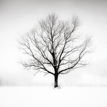 Original Fine Art Tree Photography by Lynne Douglas