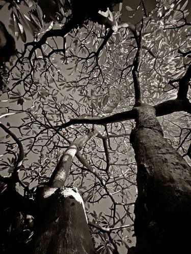 Original Contemporary Tree Photography by Sumit Mehndiratta