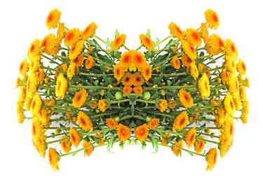 Original Conceptual Floral Photography by Sumit Mehndiratta
