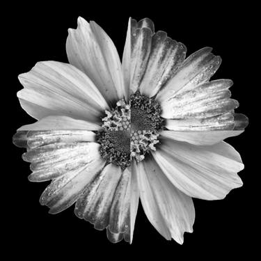 Original Abstract Floral Digital by Sumit Mehndiratta
