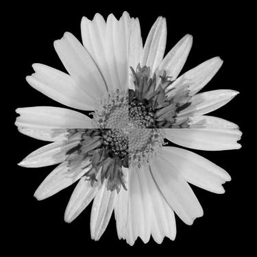 Original Abstract Floral Digital by Sumit Mehndiratta