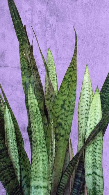 Original Abstract Botanic Photography by Sumit Mehndiratta