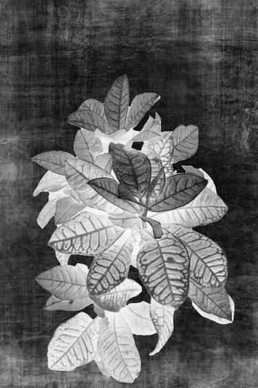 Original Abstract Botanic Photography by Sumit Mehndiratta
