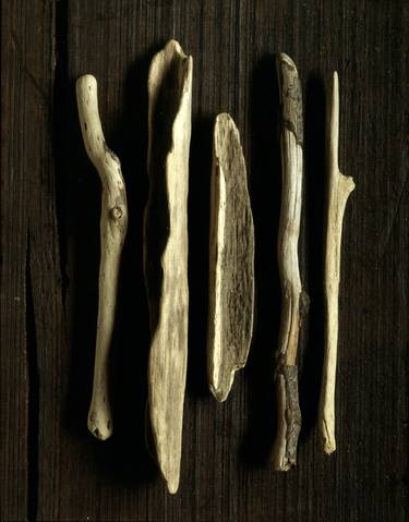 Original Abstract Nature Photography by Laurie Rubin