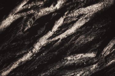 Original Abstract Tree Photography by Karim Carella