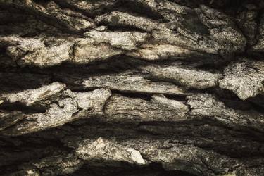 Original Abstract Tree Photography by Karim Carella
