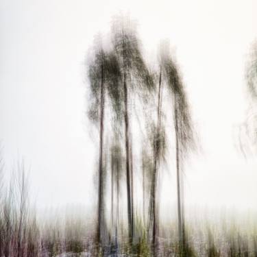 Original Abstract Tree Photography by Karim Carella