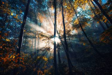 Print of Documentary Tree Photography by Igor Vitomirov