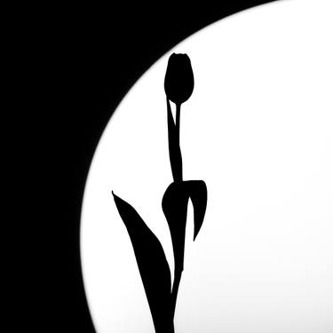 Print of Conceptual Floral Photography by Igor Vitomirov
