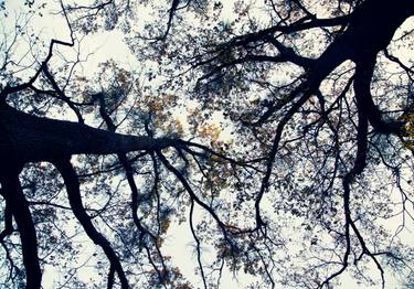 Print of Figurative Tree Photography by Igor Vitomirov
