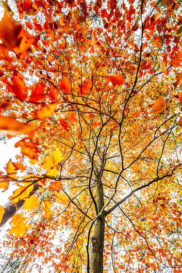 Original Art Deco Tree Photography by Igor Vitomirov