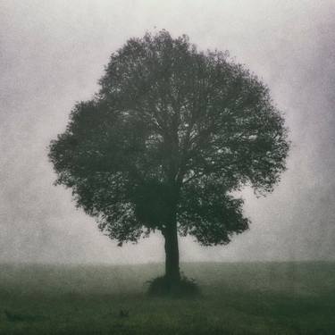 Print of Conceptual Tree Photography by Igor Vitomirov