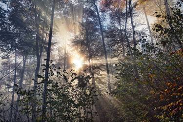 Original Documentary Tree Photography by Igor Vitomirov