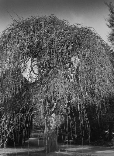 Print of Documentary Tree Photography by André Fontcouberte