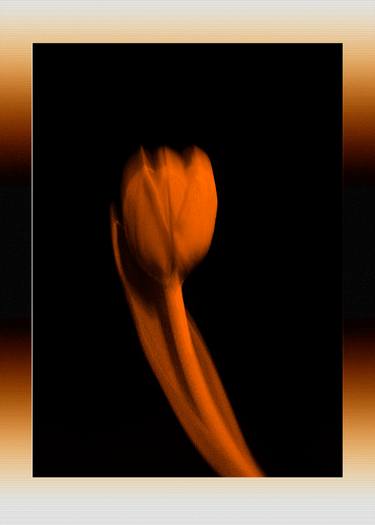 Original Minimalism Botanic Digital by Panos Pliassas