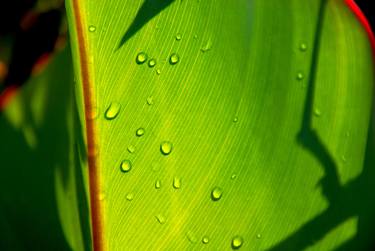 Original Photorealism Nature Photography by Panos Pliassas