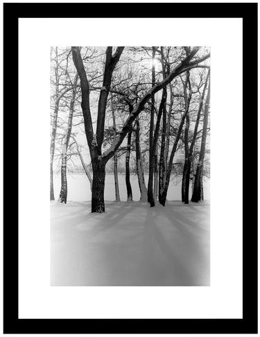 Original Realism Tree Photography by Michael Swanson