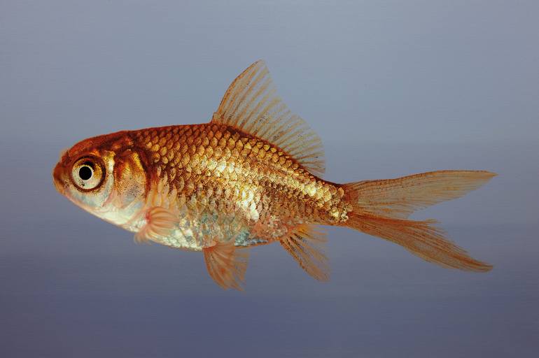 Original Photorealism Animal Paintings by Young-Sung Kim