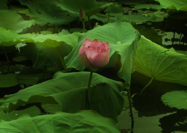 Original Abstract Floral Photography by Viet Ha Tran
