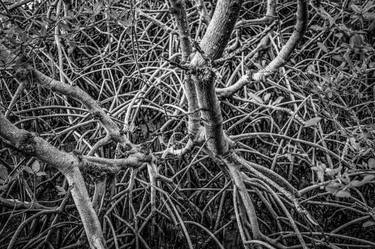 Original Contemporary Nature Photography by Steve Hartman