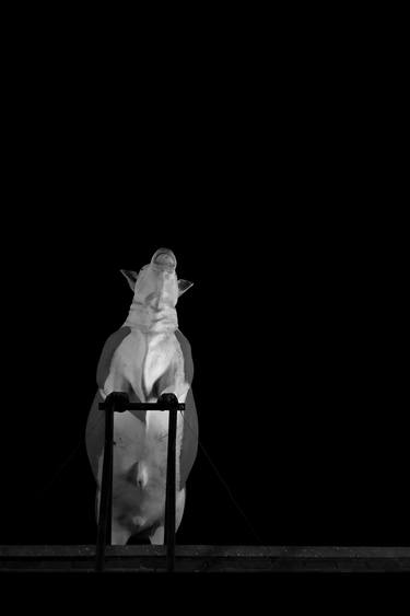Original Contemporary Cows Photography by Steve Hartman