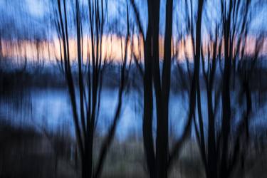 Original Abstract Tree Photography by B.m. Noskowski