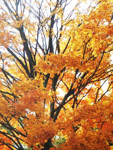 Original Documentary Tree Photography by Diane  Schiabor
