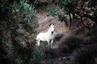 Original Fine Art Nature Photography by Maria Kjartans