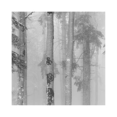 Original Black & White Nature Photography by Paul Christener