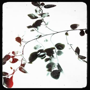 Original Impressionism Tree Photography by Nadia Attura