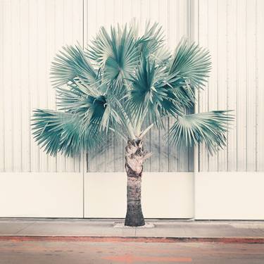 Original Street Art Tree Photography by Nadia Attura