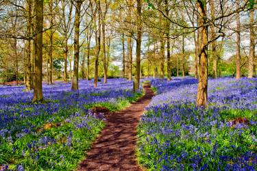 Original Fine Art Floral Photography by Andy Evans Photos