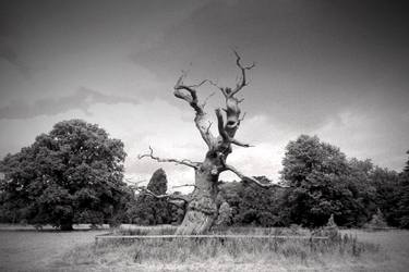 Original Fine Art Tree Photography by Andy Evans Photos