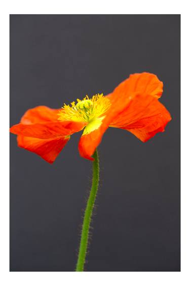Original Contemporary Floral Photography by Joanne Kalish