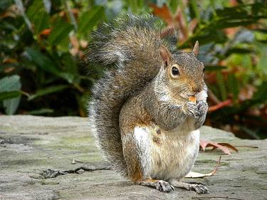 Original Nature Animal Photography by Camila Duch
