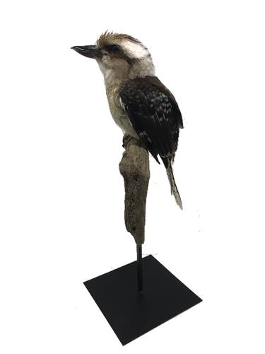 Original Fine Art Animal Sculpture by Elle Kaye