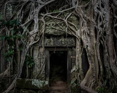 Original Abstract Tree Photography by Serge Horta