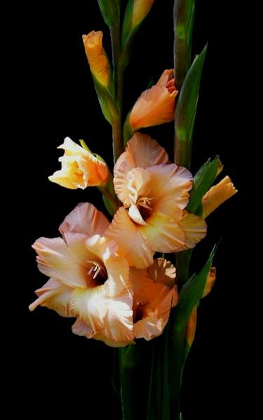 Original Classicism Floral Photography by The Ice Dragon
