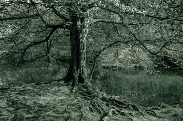 Original Abstract Tree Photography by Alicia Garcia