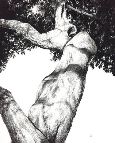 Original Realism Tree Drawings by Neil Dixon