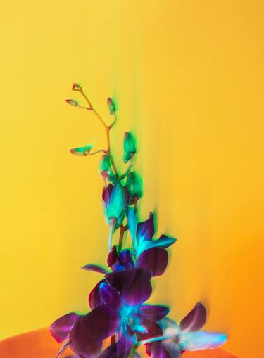 Original Floral Photography by Javiera Estrada