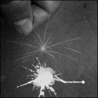 Original Figurative Nature Photography by Shelton Walsmith